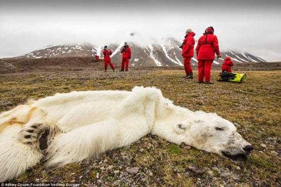 Este oso polar murio de hambre en Svalvard, Noruega. La desaparicion de las capas de hielo estan robando a los osos polares de tanto en su espacio de vida y la alimentacion.