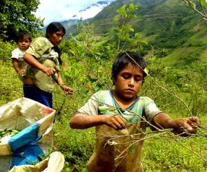 Familias pobres trabajan en cultivo de coca en Perú. Foto: Archivo.