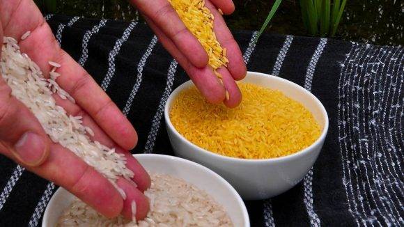 El arroz dorado, que aporta precursores de vitamina A allí donde es escasa, no se cultiva todavía debido a la oposición del grupo ecologista Green Peace.